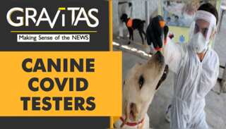 Gravitas: Study finds dogs can sniff out COVID-19