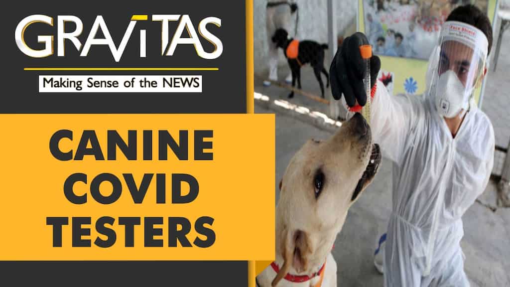 Gravitas: Study finds dogs can sniff out COVID-19