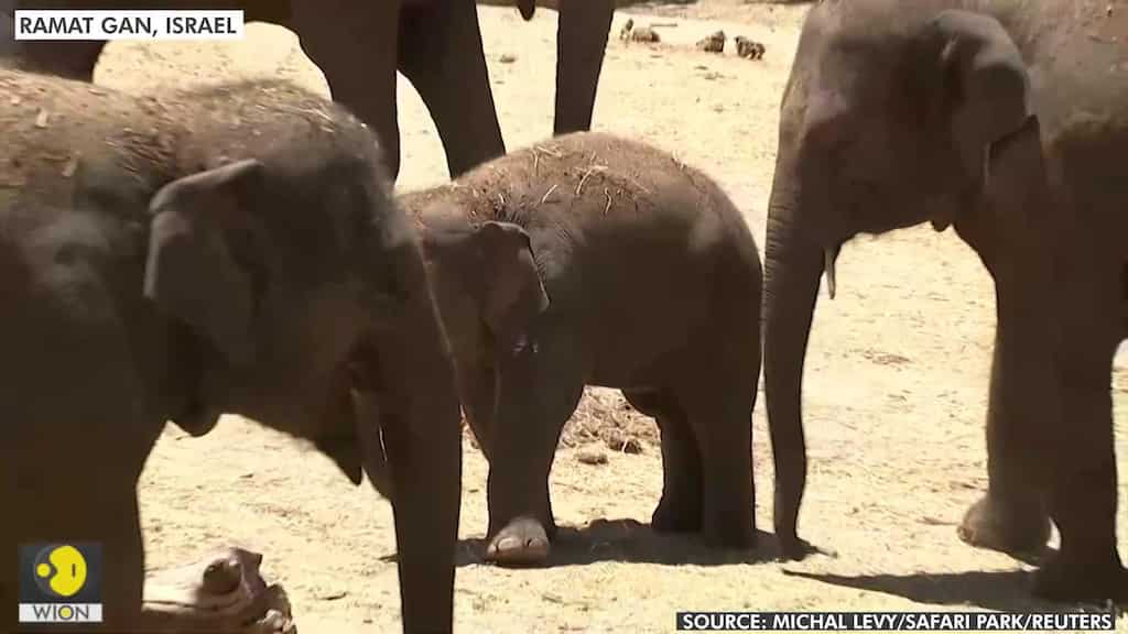 Elephants gather to shield their young as rocket siren sounds in Israel