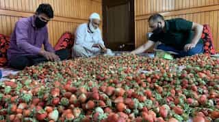 Bumper strawberry produce in Kashmir, but lack of market leads to huge losses