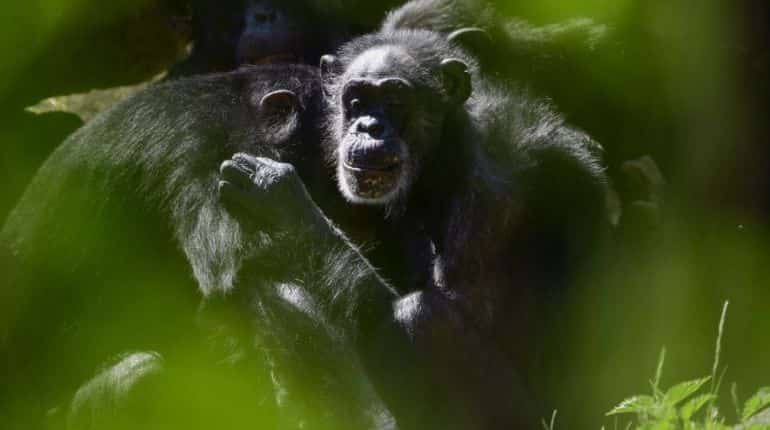 Chimpanzees learn 'handshakes' according to social group: Study
