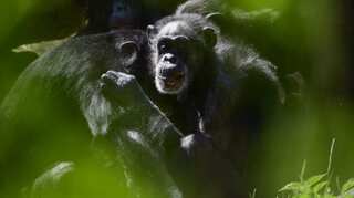 Chimpanzees learn 'handshakes' according to social group: Study