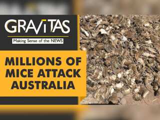 Gravitas: Mouse plague in Australia