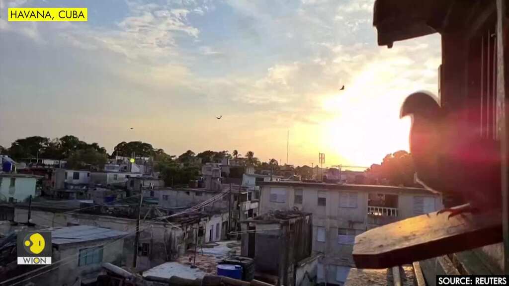 Cubans turn to pigeon breeding as an escape from COVID-19