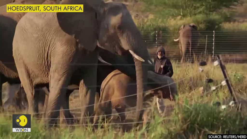Rescued S.African albino calf thrives with new herd