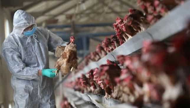 China reports world's first human case of H10N3 avian influenza