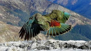 World's only alpine parrot species actually left for the mountains to avoid humans
