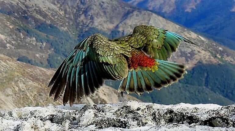 World's only alpine parrot species actually left for the mountains to avoid humans