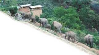 China’s herd of wandering elephants finally on their way back home