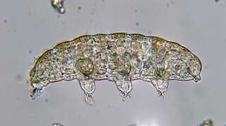 Why NASA recently sent bioluminescent baby squids, tardigrades into space