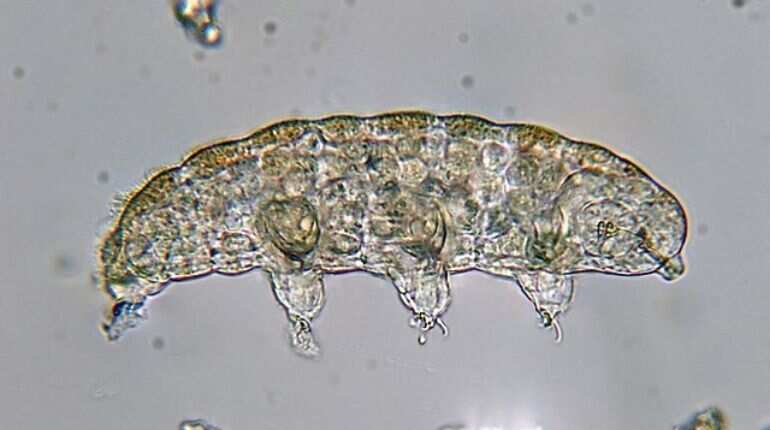 Why NASA recently sent bioluminescent baby squids, tardigrades into space