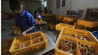 China reports first human case of H10N3 bird flu. Here's what we know so far