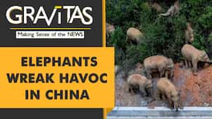 Gravitas: Poetic Justice? Elephants on the loose in China