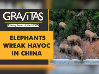 Gravitas: Poetic Justice? Elephants on the loose in China
