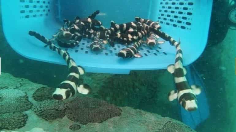 Endangered bamboo sharks given helping hand in Gulf of Thailand Endangered bamboo sharks given helping hand in Gulf of Thailand