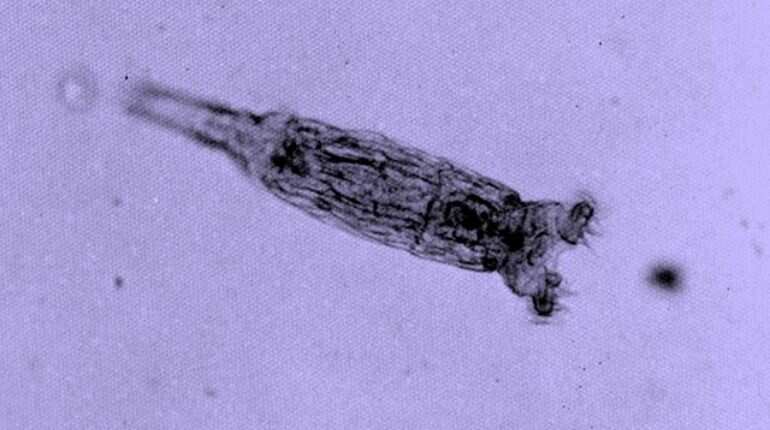 Here's how a 24,000-year-old organism was recently able to reproduce