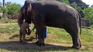 Semi-wild elephants undergo COVID-19 testing after 9 lions test positive in Indian zoo