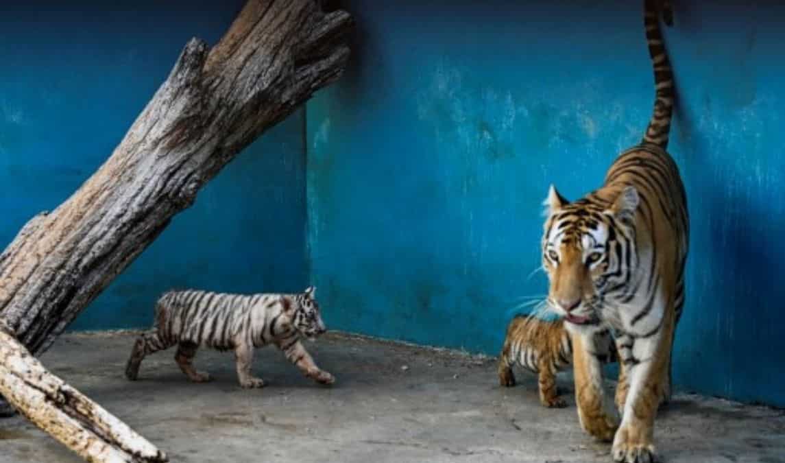 Dismal numbers in the wild