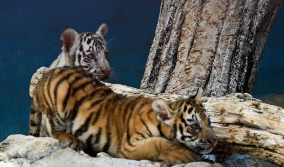 Tigers are still in crisis