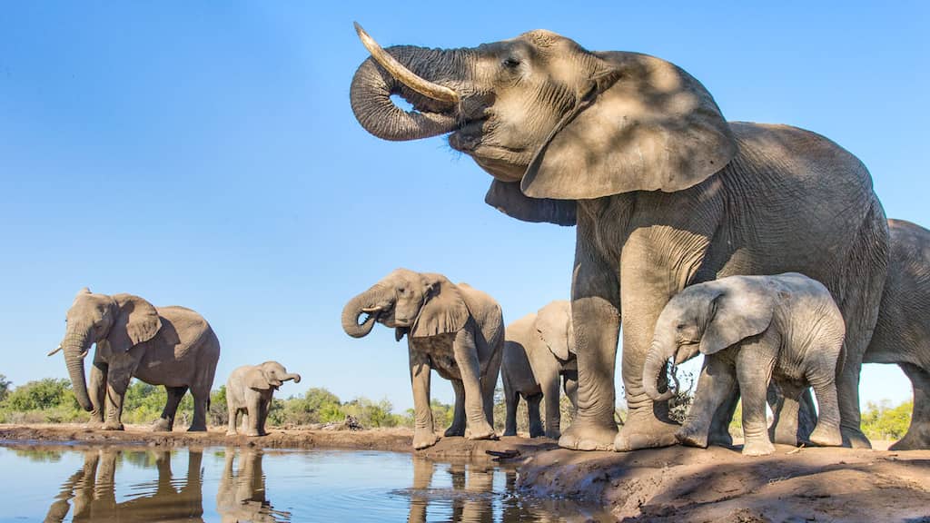 Semi wild elephants undergo precautionary Covid test in Mudumalai tiger reserve