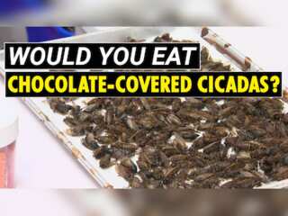 Chocolatier serves up cicada sweets