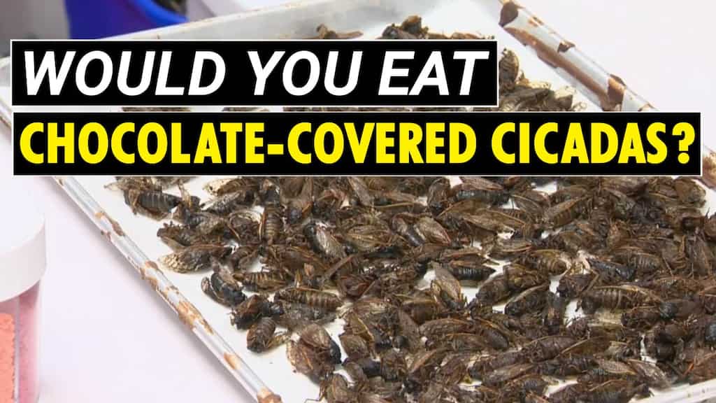 Chocolatier serves up cicada sweets