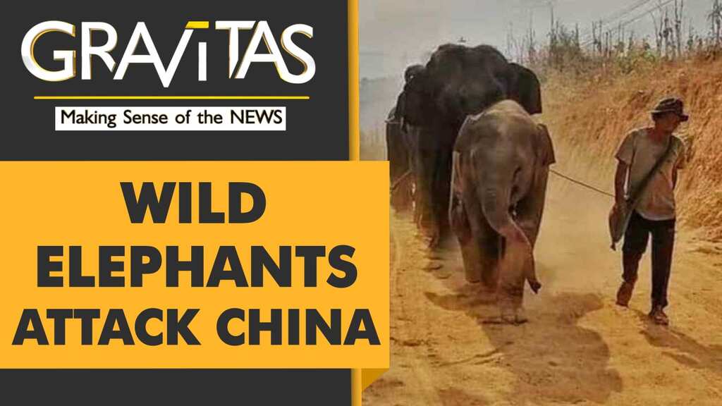 Gravitas: 15 Asian Elephants on the loose in China