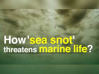 What is Turkey's 'sea snot' outbreak and how does it threaten marine life?