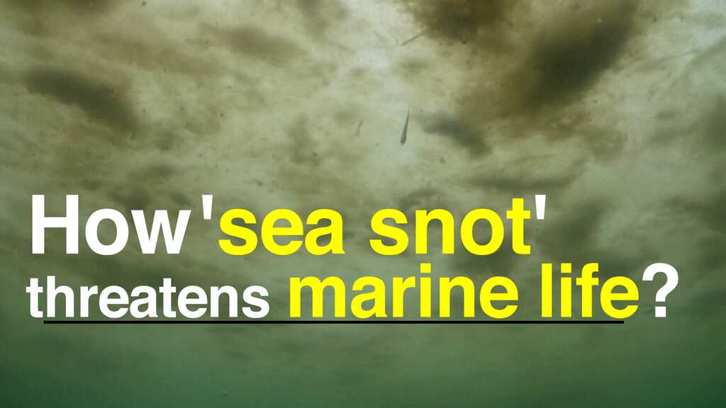 What is Turkey's 'sea snot' outbreak and how does it threaten marine life?