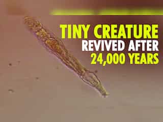 Tiny creature comes back to life after 24,000 years in Siberian deep freeze