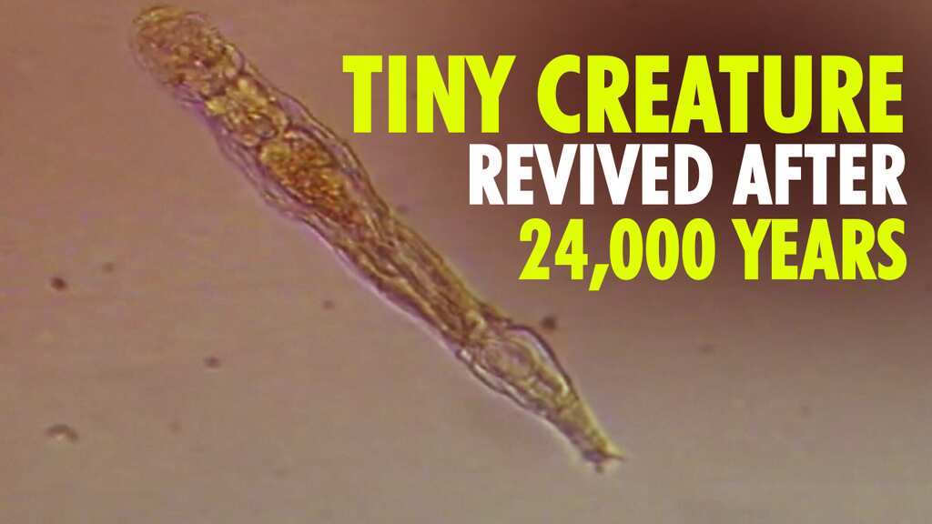 Tiny creature comes back to life after 24,000 years in Siberian deep freeze