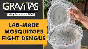Gravitas: Lab-grown mosquitoes successfully fight dengue