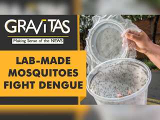 Gravitas: Lab-grown mosquitoes successfully fight dengue