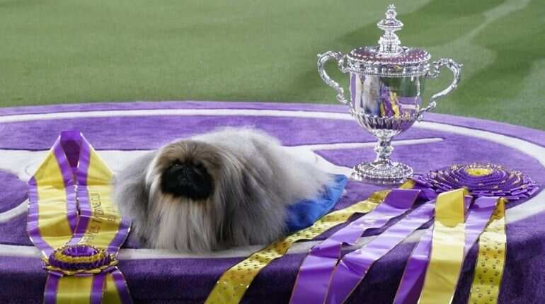 Wasabi the Pekingese wins 'Best in Show' at Westminster Dog Show