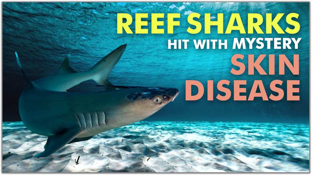 Malaysia's reef sharks stricken with mystery skin disease