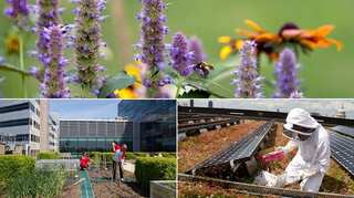 Almost extinct orchid found growing on London office's rooftop