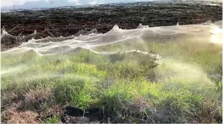 After 'raining' rats, now huge spiders' gossamer web blankets bushland in Australia