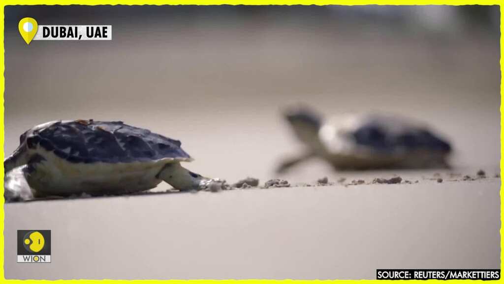 Dubai conservation group protects endangered sea turtles