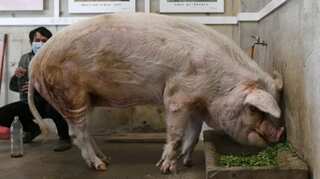 China's famous 'heroic' pig dies at age of 14, nation mourns