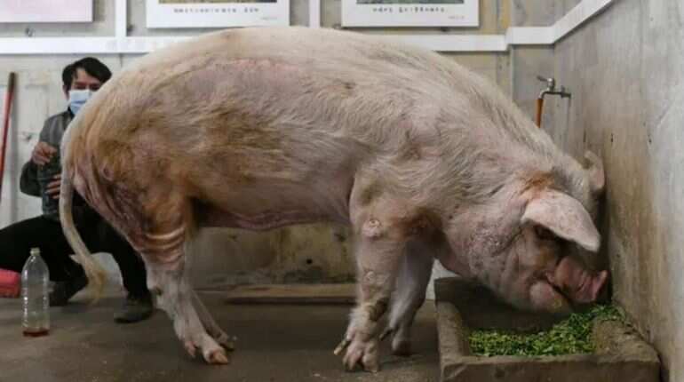 China's famous 'heroic' pig dies at age of 14, nation mourns