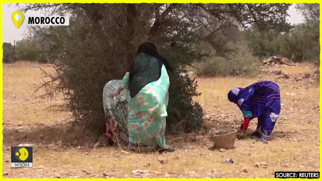 Amazigh women of Morocco produce what is known as "liquid gold"