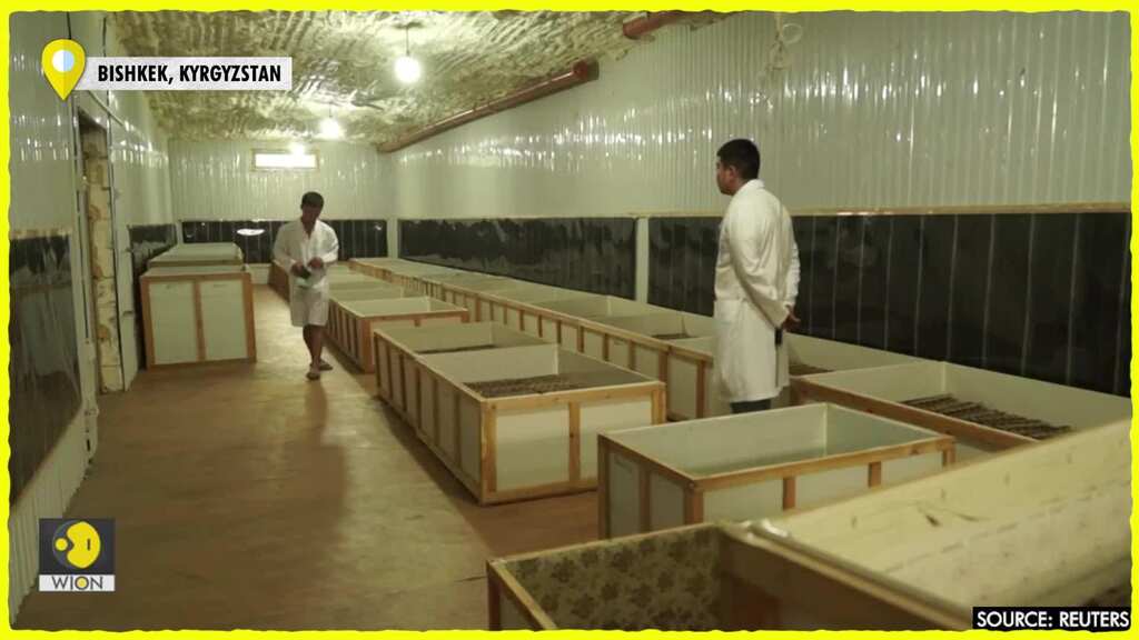 Kyrgyz businessman sets up cricket farm, offers fried insects as snack