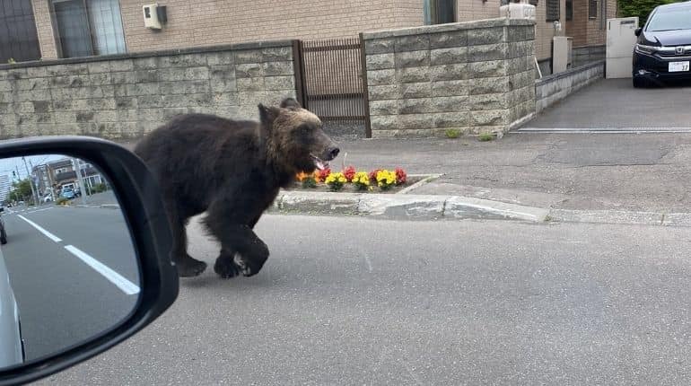 Watch: Wild bear shot dead by hunters in Japan, ahead of Tokyo Olympics