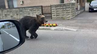 Watch: Wild bear shot dead by hunters in Japan, ahead of Tokyo Olympics