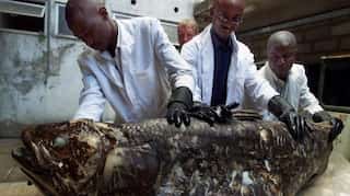 Study finds Coelacanth, a human-sized Dinosaur era fish can live for 100 years