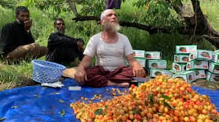 Bumper cherry crop in Kashmir Valley, government to airlift produce to help farmers