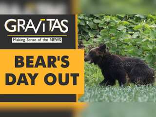 Gravitas: Bear invades Japanese military base