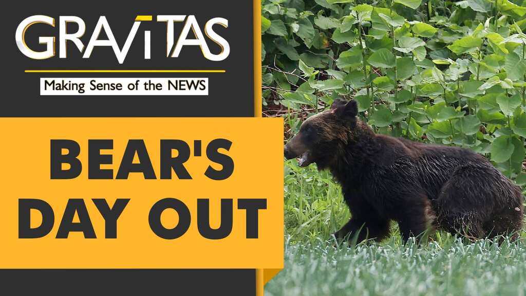 Gravitas: Bear invades Japanese military base