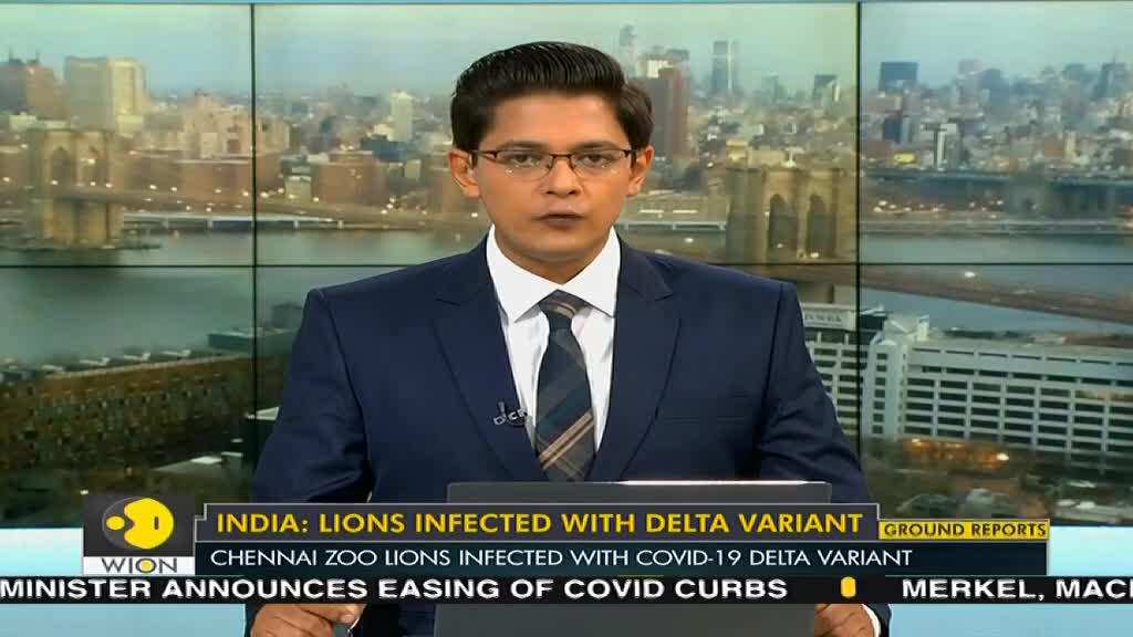 India: Chennai zoo lions infected with COVID-19 Delta variant