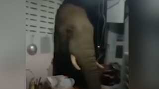 Elephant in the room? Thailand local has unexpected dinner guest